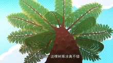 阿普喵 桫椤木奇灵讲活化石桫椤树