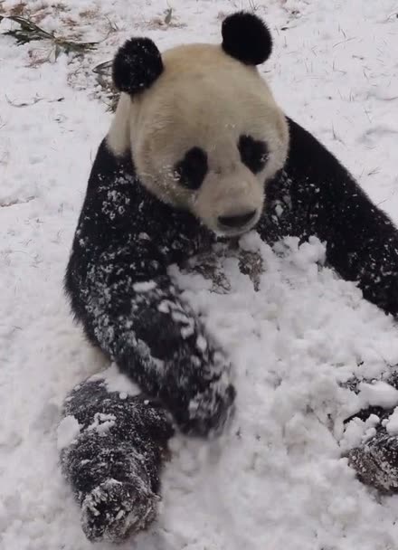 熊猫雪人图片大全图片