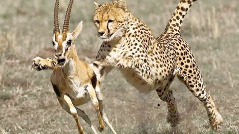 非洲草原猎豹捕食羚羊追击过程太精彩了镜头记录下整个过程