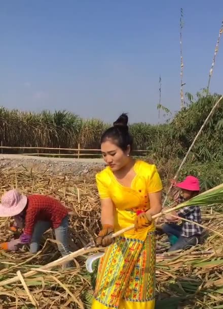 缅甸甘蔗女王