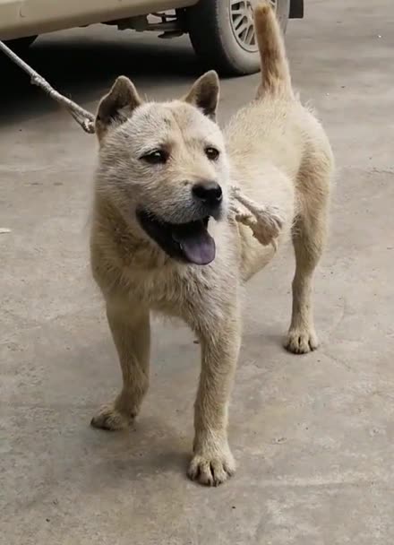 贵州从江猎犬怎样图片