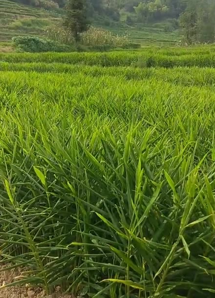 大面积种植生姜