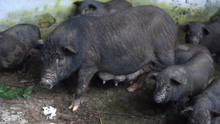 安徽“最牛公猪”，13年繁殖后代1.8万头，它是如何做到的