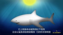 【美国/纪录片】鲨鱼学院 7集全 Shark Academy【2015】【英语中字】