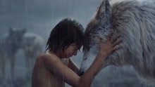 科幻片《奇幻森林》小男孩被狼群收养，狼王保护他被老虎吃掉
