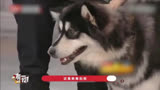韩寒的狗狗小马达非常受欢迎，还曾经出演电影《后会无期》