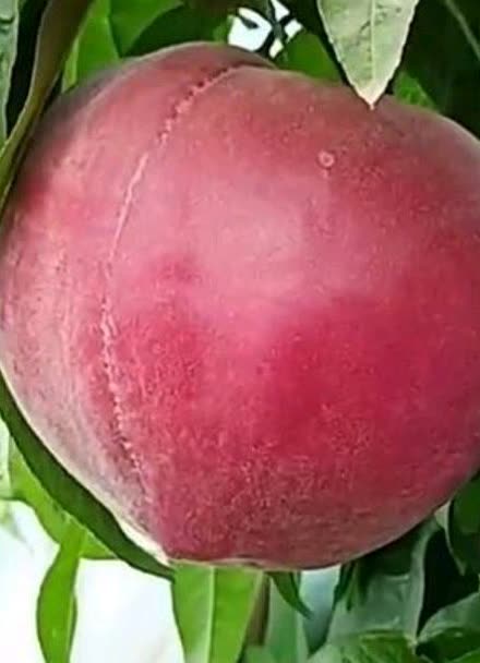 这是咱家果园里最大的一个桃子了
