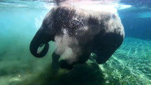 见过很多动物洗澡，你见过大象洗澡吗？几吨重的体积呀