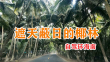 海南岛椰树最多最密的地方，文昌东郊椰林，体会遮天蔽日的椰林