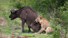 雄狮在公牛面前捕杀母牛，下一秒意外发生！野牛：今天给你做绝育