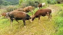 16头母牛3头公牛，牛哥天天打架，都想着吃独食
