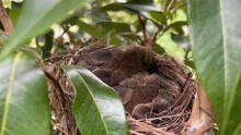 小鸟的繁殖季节，家门口到处是鸟窝，荔枝树上又有一窝红耳鹎