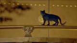 妖猫传：白居易进去前朝旧宫，不料这时黑猫又出现了