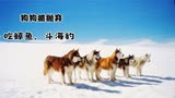 《南极大冒险》8条狗狗被抛弃南极，斗海豹，吃鲸鱼，等主人归来