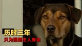 一条狗的回家路：催泪大电影，一只狗历时三年，只为回到主人身边