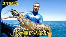 这才是赶海 在国外海边潜水抓海鲜，10斤重的澳洲大龙虾随便抓