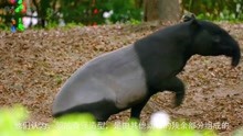 第43集 | 马来貘和很多动物都很像，但唯独不像自己，所以它叫“五不像” #动物  #马来貘  #奇妙的动物