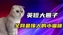 英短大圆子成精：全网最像人的小猫咪，网友直呼汉语有十级水平