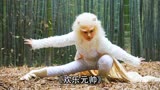 新娘为夺家产，竟要嫁给一头猪《欢乐元帅》