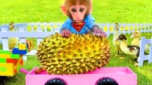 有趣的小猴子：比比意外收货一个超大榴莲，它馋的直流口水！