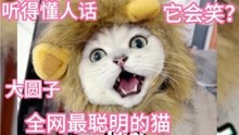 大圆子：网友：上过大学的猫咪？能和主人无障碍沟通，它还会笑？