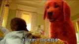 大红狗克里弗：你们见过这么大的一只拉布拉多吗？＃影视解说＃动物 ＃喜剧