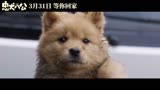 《忠犬八公》3月31日正式上映