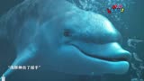 怒海浩劫：女孩在深海遇险昏迷，不料海豚现身救了她，太有灵性了