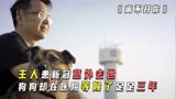 上千国人打出8.8的高分纪录片，国内版的忠犬八公