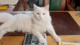 喵请许愿：小猫咪在线收银，竟直接变成网红，这也太可爱了吧！