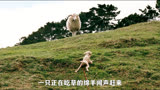 《疯羊》13绵羊被基因改造，不吃草而是只吃人#丧尸 