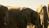 影视：《王牌贱谍》特工为了躲避追杀，竟然选择藏大象……