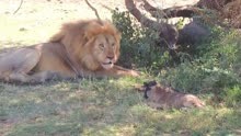 狮子与小角马#野生动物零距离 #动物世界 #神奇的动物在抖音