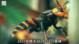 亚洲大黄蜂