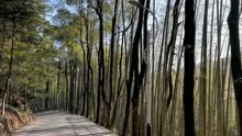 走进怀化中坡山，城区最大的森林公园，但部分景观需要维护了