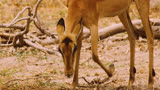 生死一线：豹子潜伏，母黑斑羚的考验