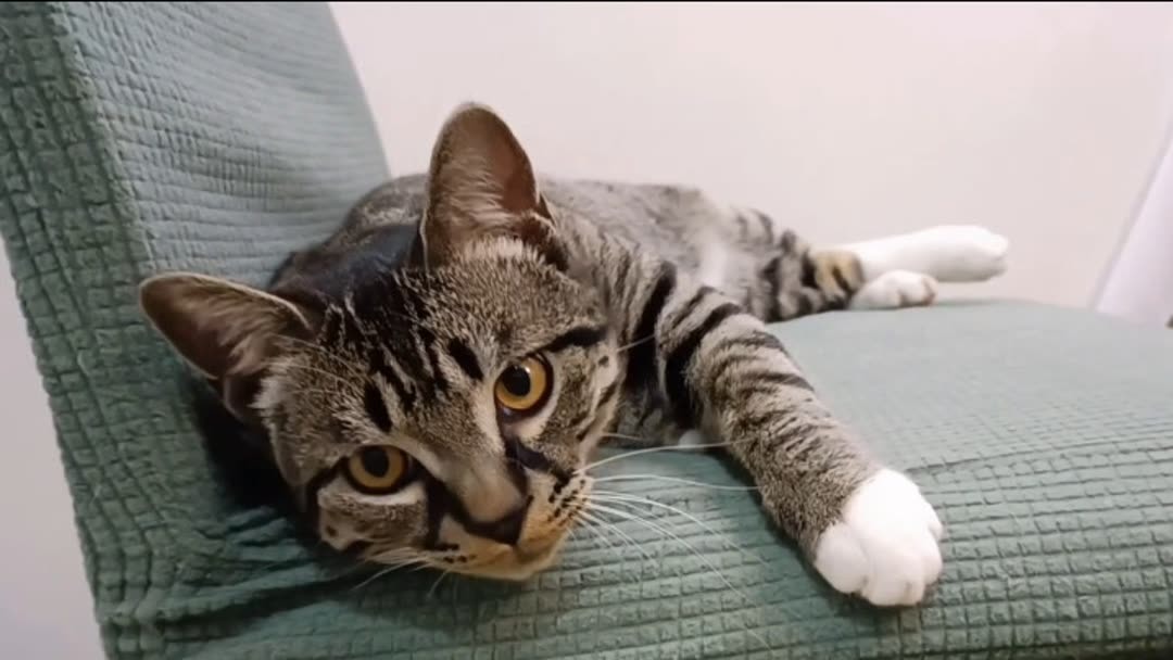 【セール】 福袋 の通販 狸花猫智商高不高？看这些行为就知道(2024) Full with online 絵画/タペストリー