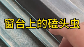家里飞来只磕头虫！我来送它回家找妈妈吧＃磕头虫 ＃回家找妈妈 ＃日行一善