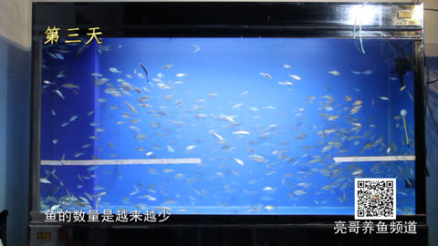 观赏鱼体外寄生虫病的治疗亮哥养鱼频道 生活 完整版视频在线观看 爱奇艺