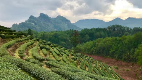 《武夷山仙茗巖茶廠》劉躍國攝影