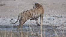班达伽保护区的漂亮母虎T17—Dotty，因为有额头上有字母D，哈哈