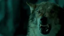 《阿尔法：狼伴归途》 定档预告如何把一只狼变成狗
