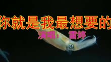 [图]好听不厌的歌曲《你就是我最想要的人 》，我听了好几遍