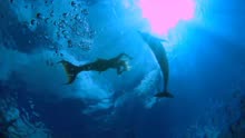 美人鱼和海豚-美人鱼梅丽莎与海豚在海洋中游泳