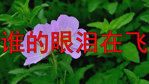 孟庭葦唱歌曲《誰的眼淚在飛》,深情回憶,分享給大家