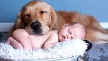 主人命令狗狗照顾孩子，狗狗困到极点也强撑着不肯睡
