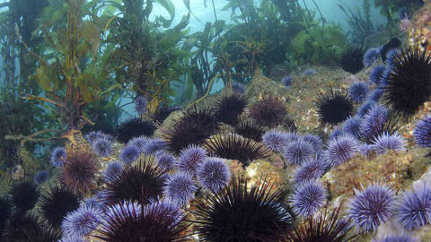 美国海胆泛滥成灾巴掌大的海胆随便捞抠出海胆黄直接生吃