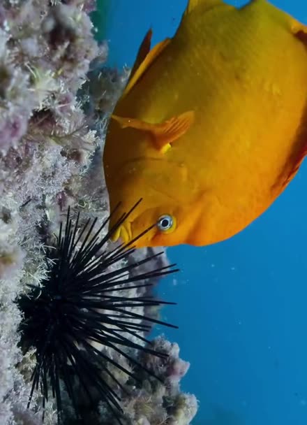 红雀鲷是一个海底好农夫,为了保护它的海藻田,它会清掉上面的螺跟海胆