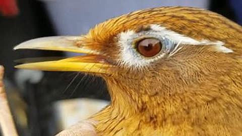 黄眼画眉鸟打鸟图片图片