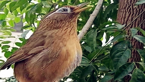 畫眉鳥視頻:最帥氣的畫眉鳥,沒有之一